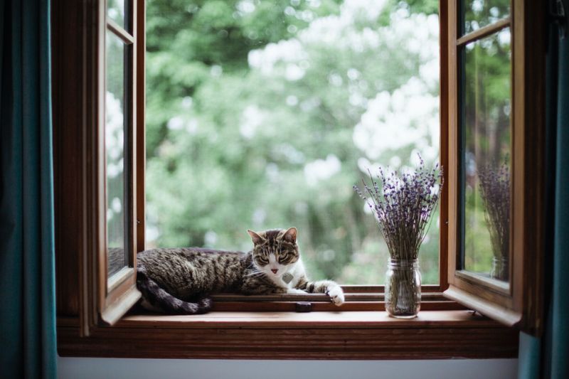 Open Windows Daily To Improve Ventilation