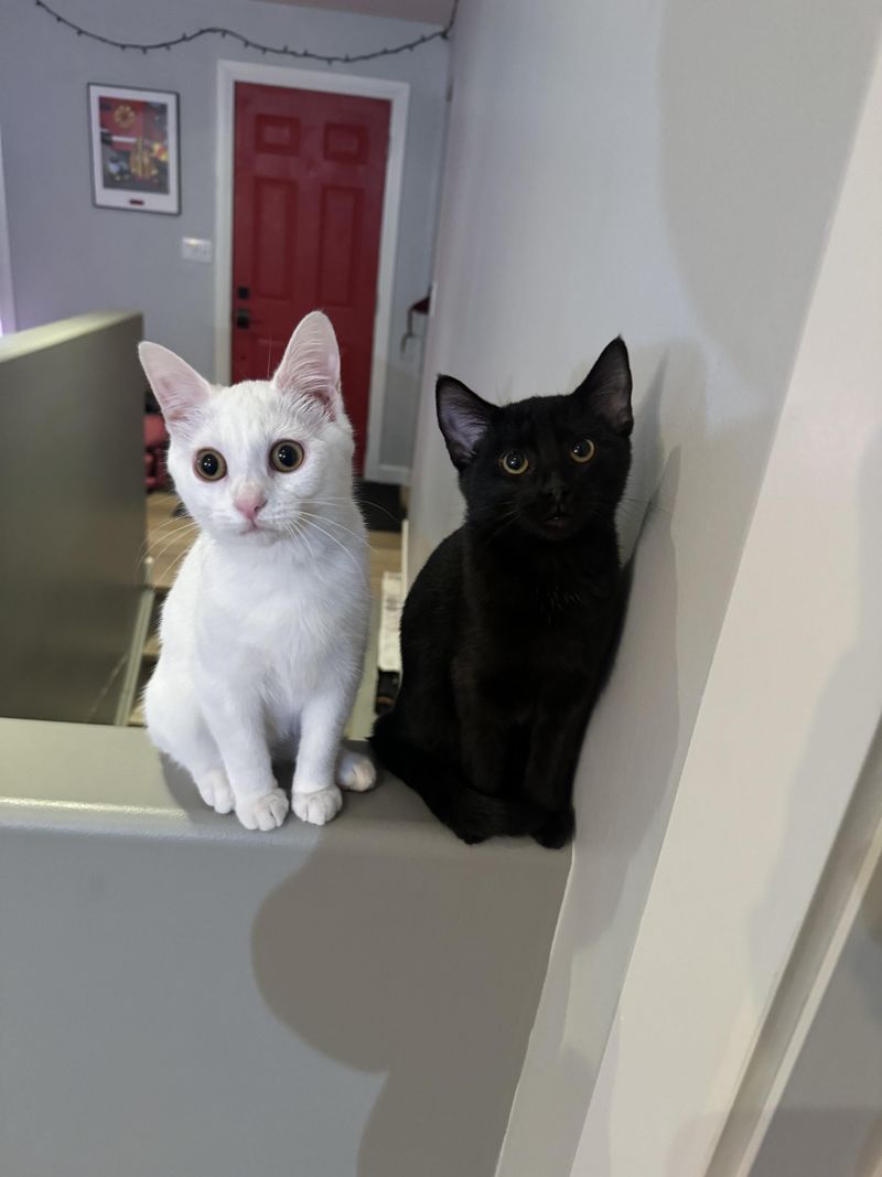 Instant Aesthetic Appeal