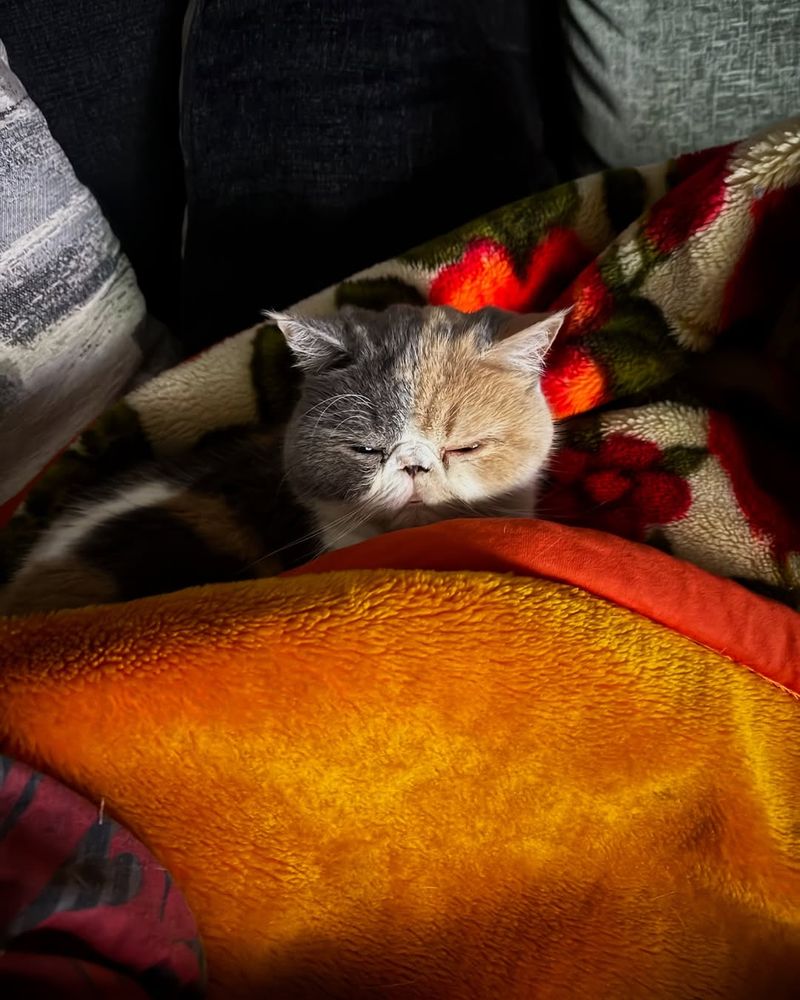 Exotic Shorthair