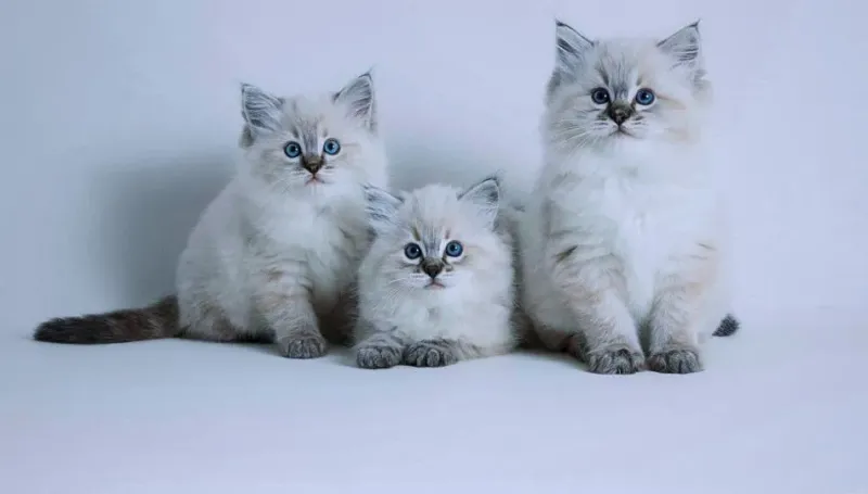 Ragdoll
