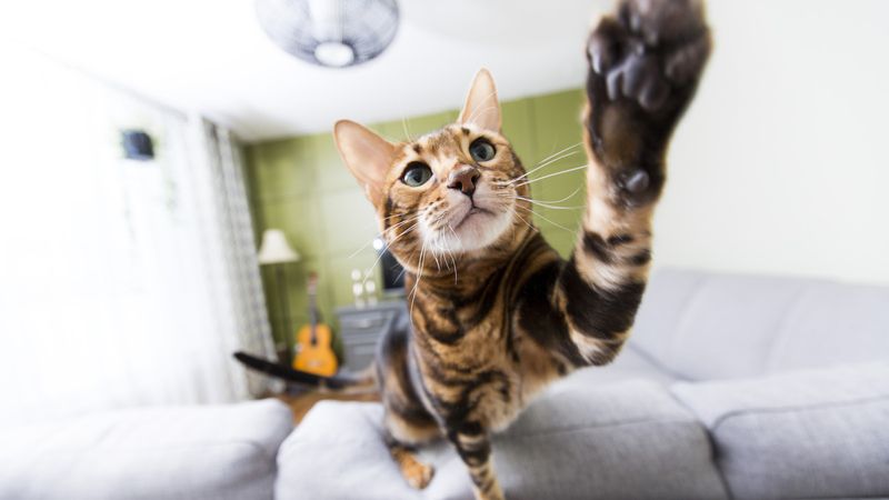 Bengal