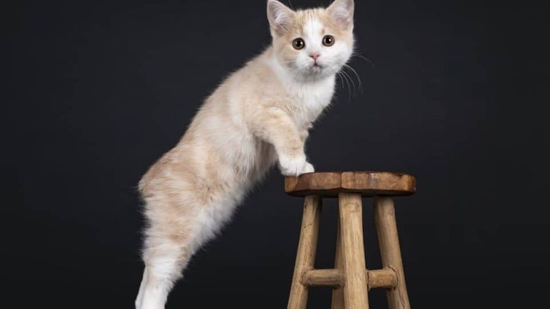 Manx