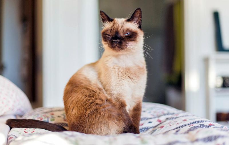 Siamese