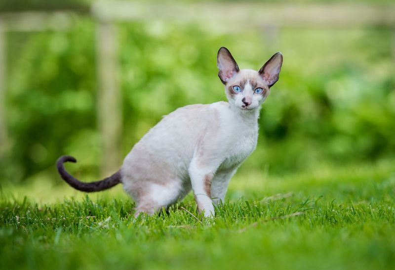 Cornish Rex