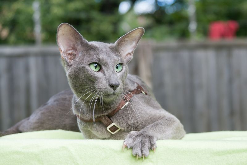 Oriental Shorthair