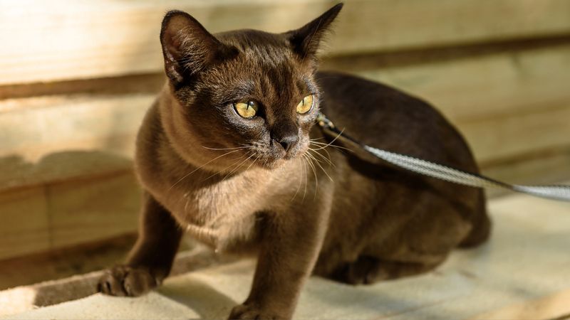 Burmese