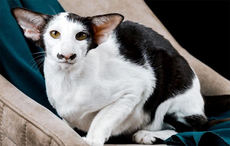 Oriental Shorthair