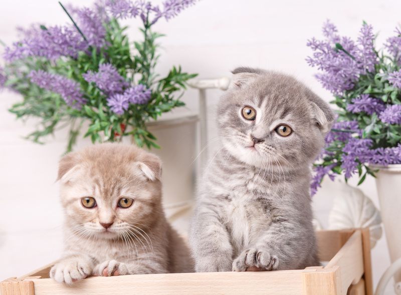 Scottish Fold Cats