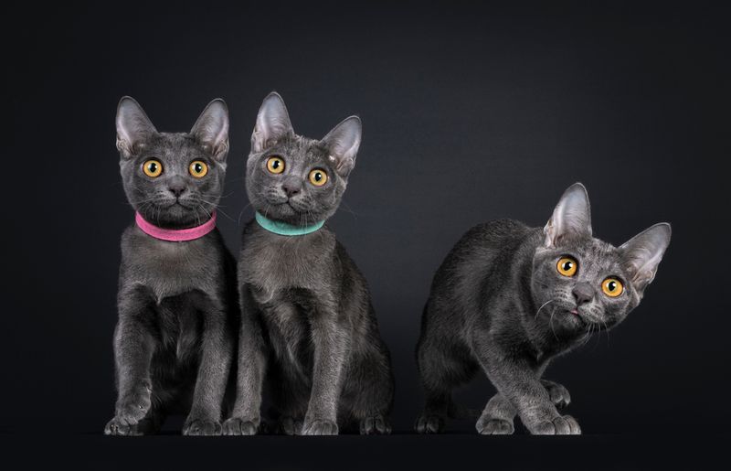 Korat (Thailand)