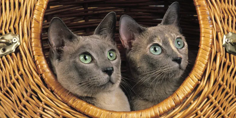 Tonkinese: The Social Butterfly Greeter