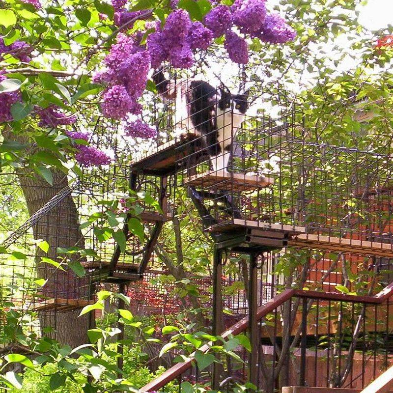 Outdoor Cat Enclosures