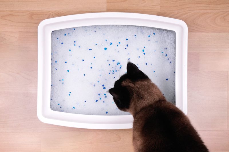 Litter Box Issues
