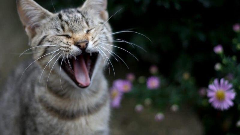 Increased Vocalization