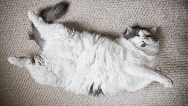 Overeating or Obesity