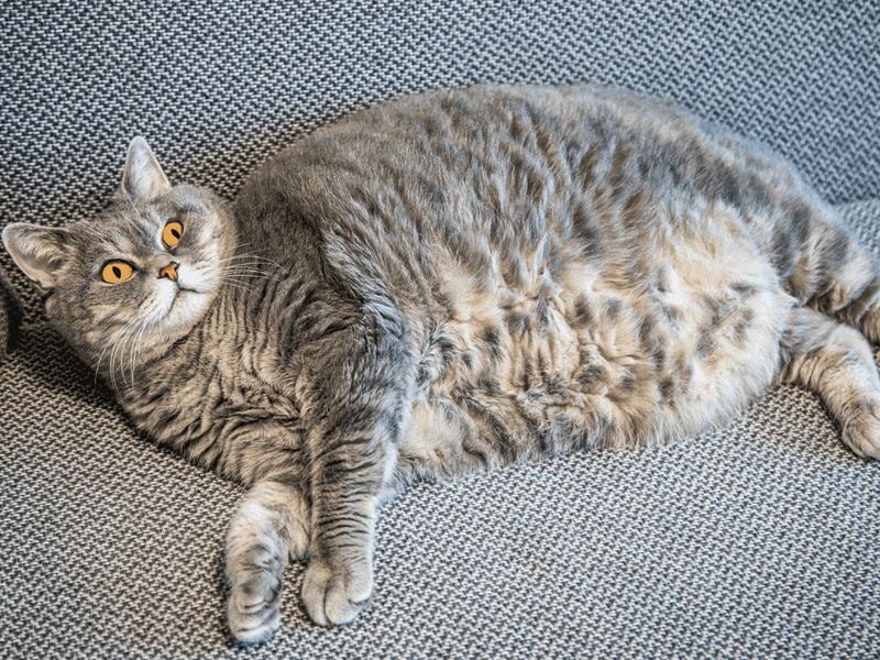 Overfeeding and Obesity