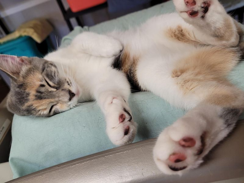 Sleeping Excessively