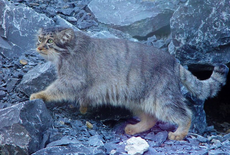Pallas's Cat