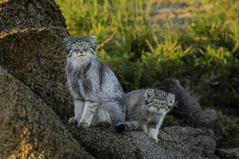 Pallas's Cat