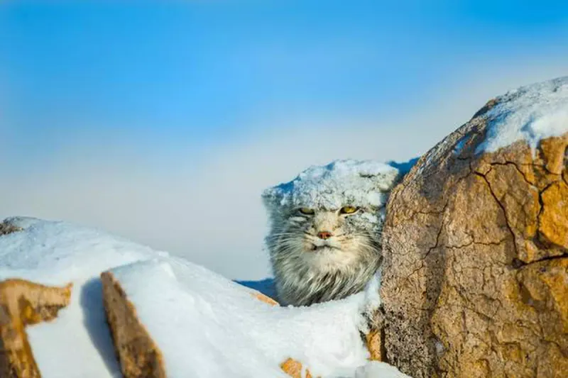 Pallas's Cat