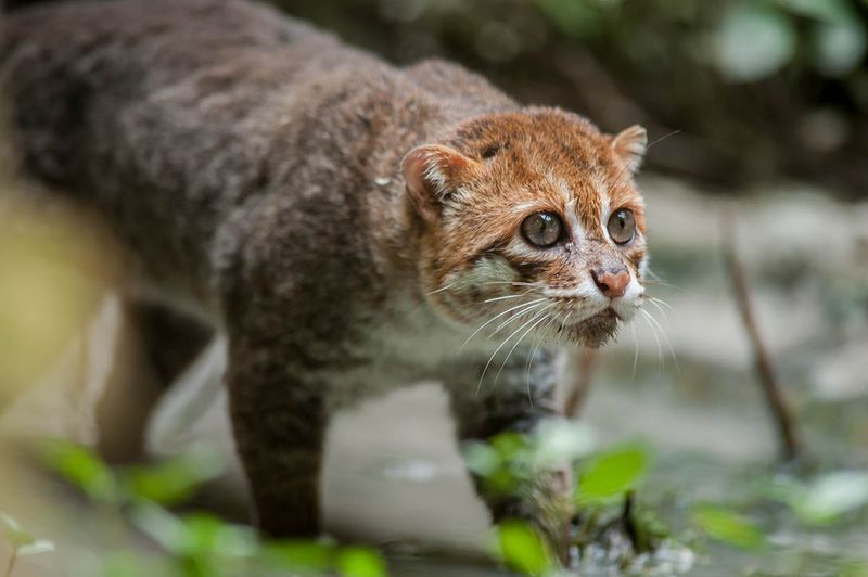 Flat-headed Cat (Prionailurus planiceps)