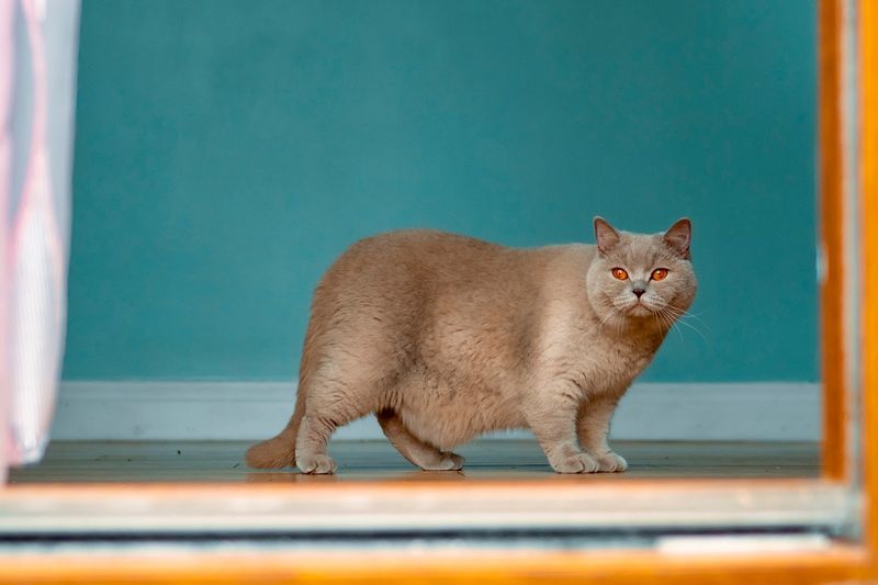 Obesity