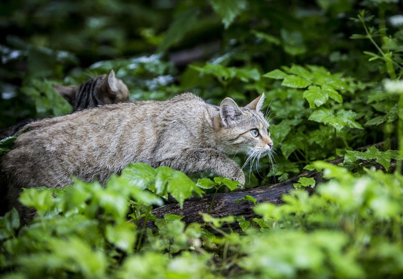Patrolling Their Territory