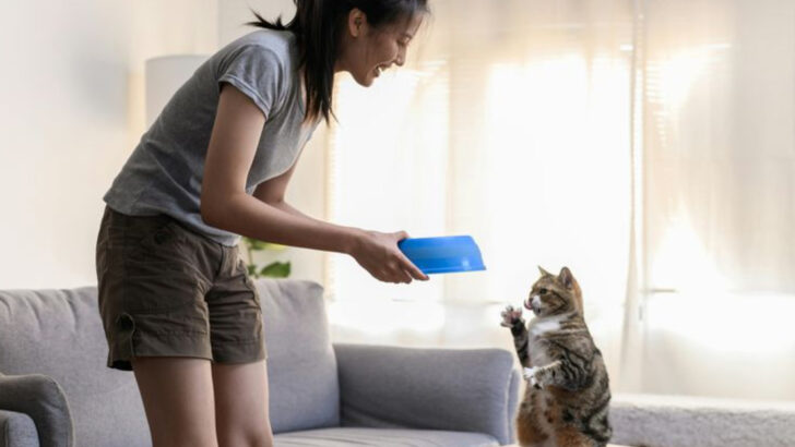 Paws and Brains — 8 Times Science Proved Just How Smart Cats Really Are