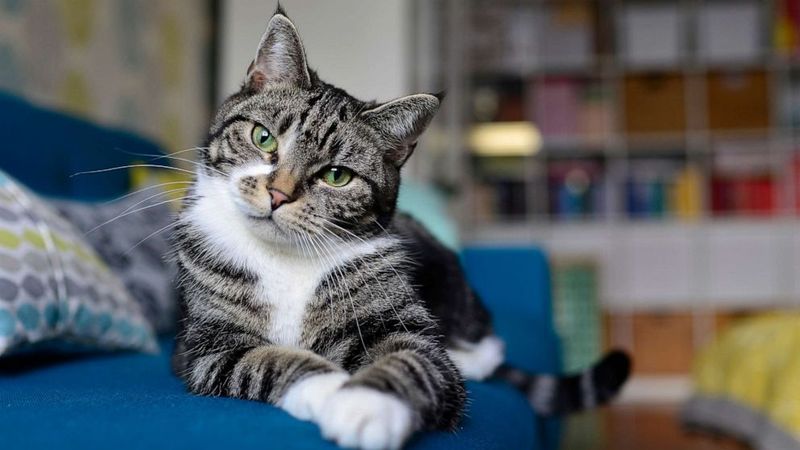 Cats Know Their Names — Even When They Ignore You