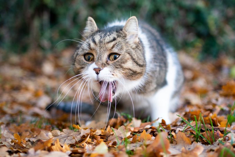 Seek Immediate Veterinary Help