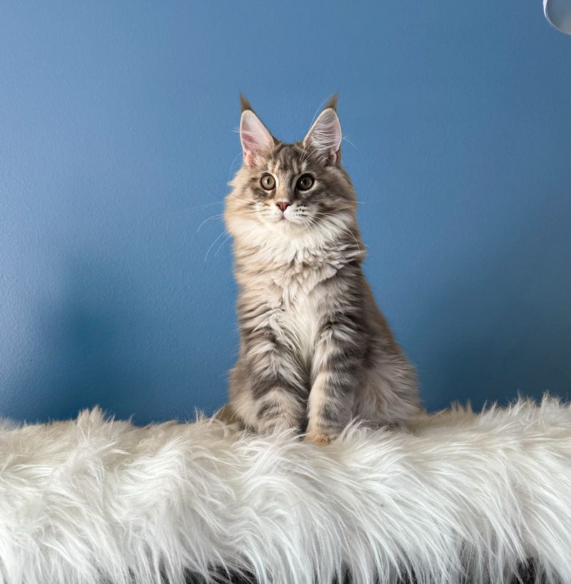 Maine Coon