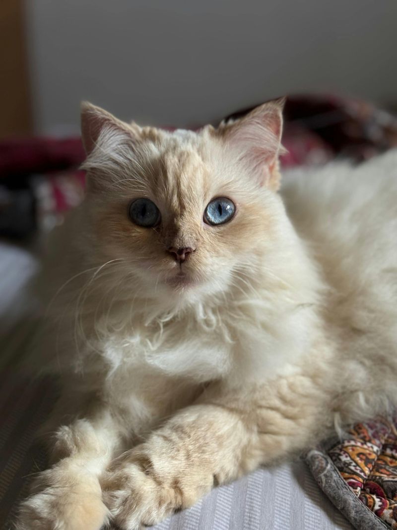 Persian