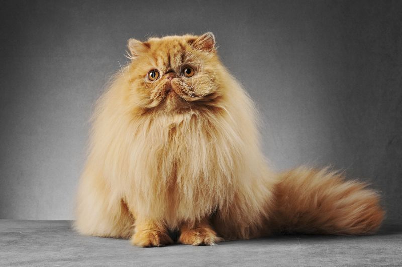 Persian