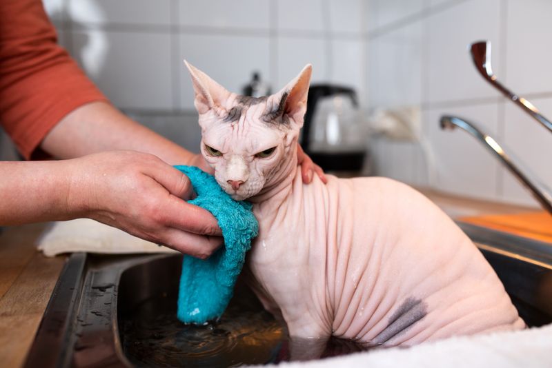 Sphynx