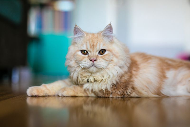 Persian