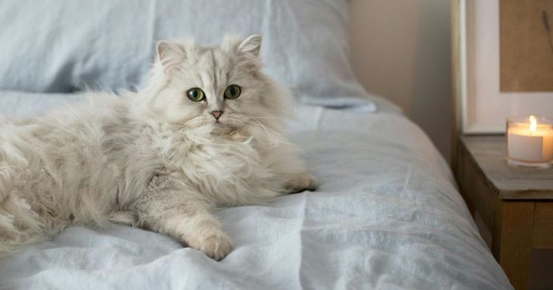 Persian