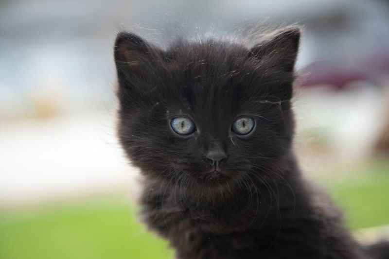 Persian