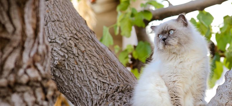 Persian