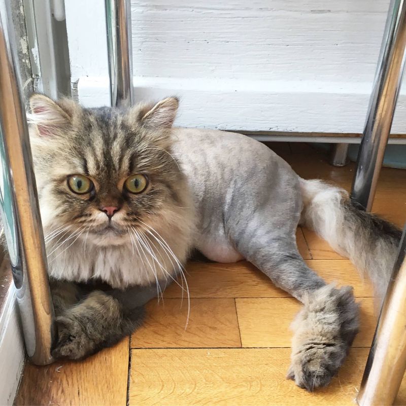 Persian