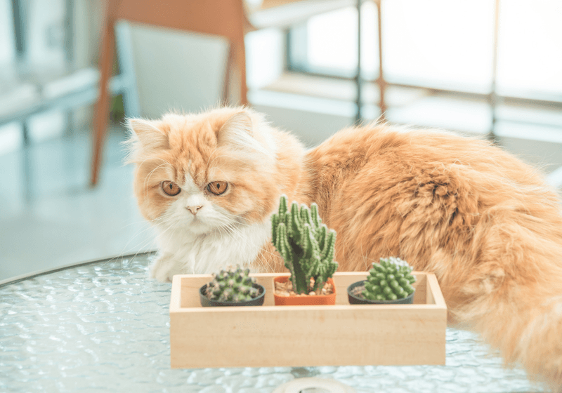 Persian
