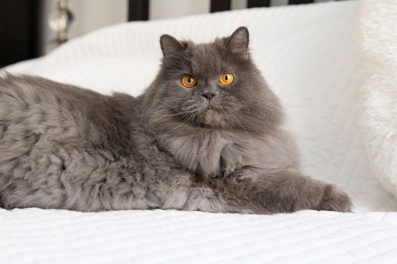 Persian Cat