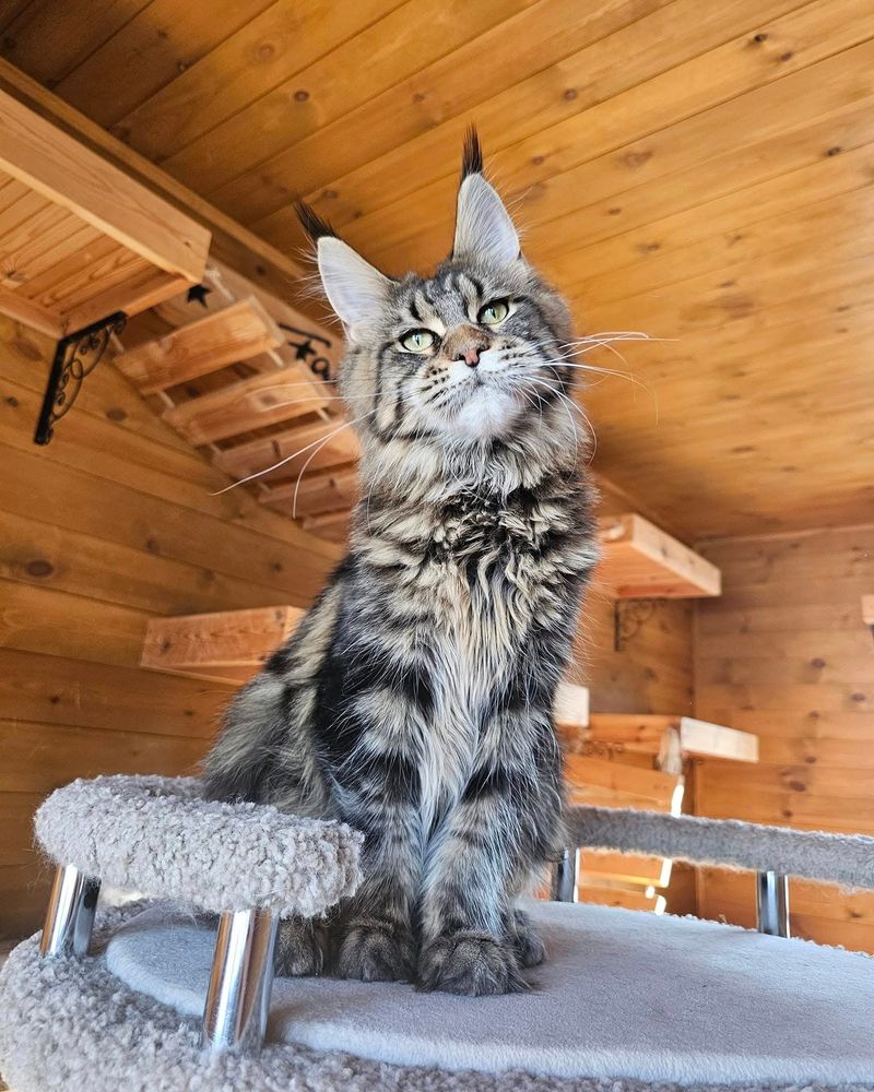 Maine Coon Cats