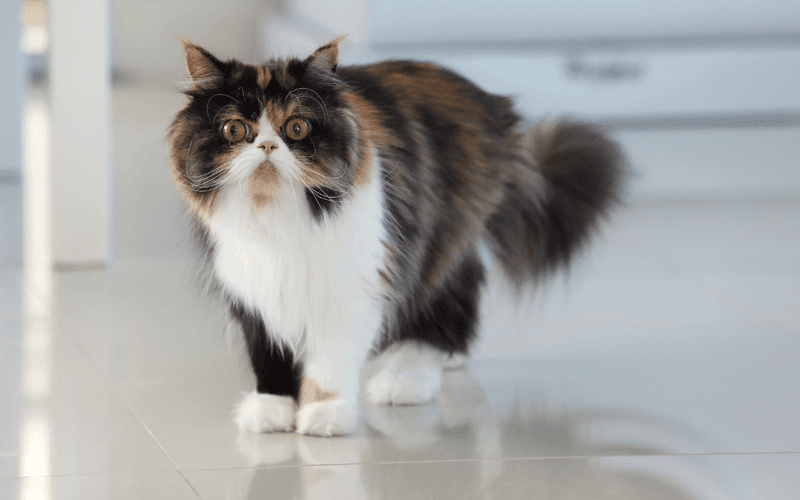 Persian