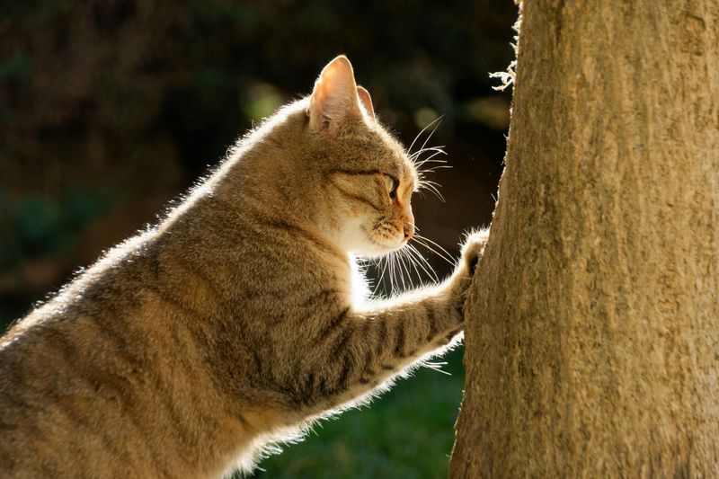 Persistent Scratching