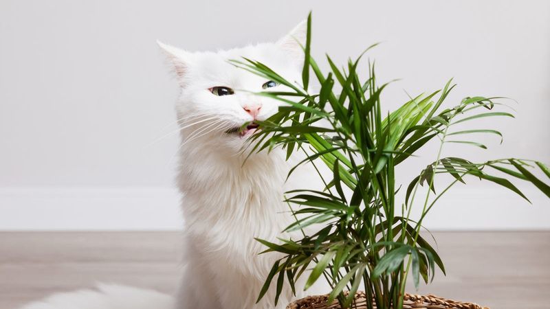 Toxic Plants (e.g., lilies, aloe, philodendron)