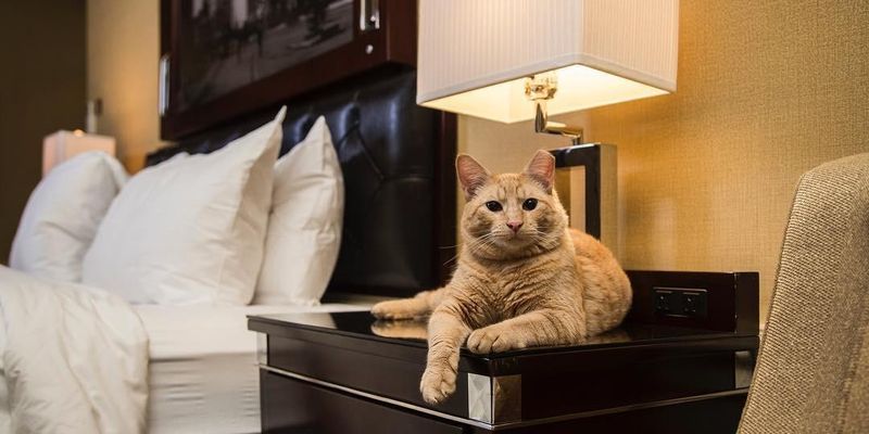 Pet-Friendly Accommodation Research