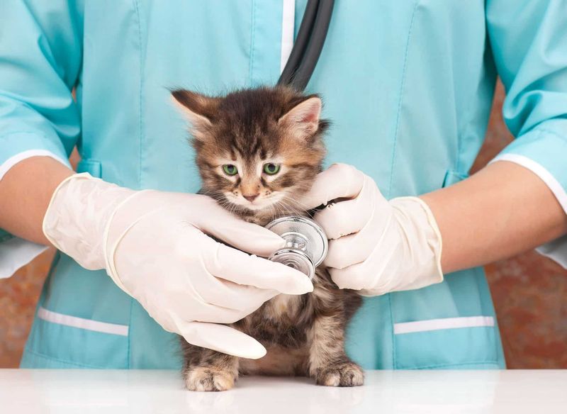 Pet Insurance Consideration