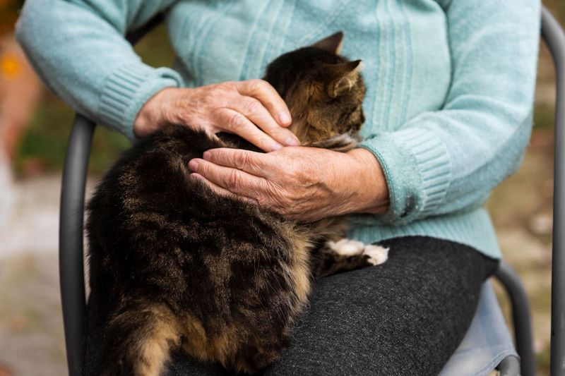 Pet Therapy