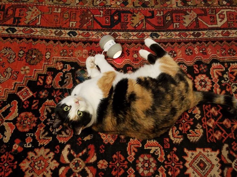 PetDroid Boltz Robotic Laser Toy