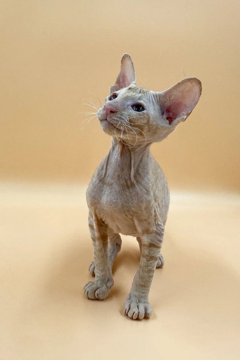Peterbald