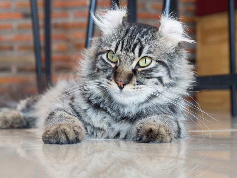 American Curl Cats